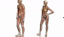 人体模型最新爆料图片,科技与艺术的完美融合