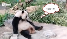 今日动物爆料最新消息,揭秘神秘生物新发现