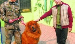 藏獒先生爆料视频大全最新,揭秘视频大全背后的惊人真相