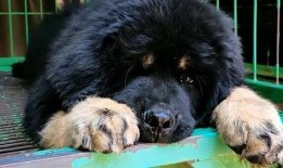 藏獒先生爆料视频大全最新,揭秘视频大全背后的惊人真相